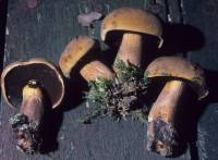Media resource of Boletus pseudo-olivaceus