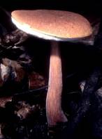 Media resource of Austroboletus gracilis