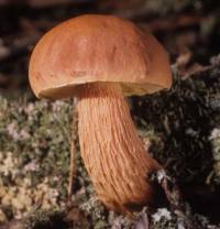 Media resource of Boletellus projectellus