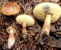 Media resource of Boletus badius