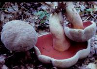 Media resource of Boletus firmus