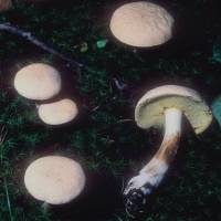 Media resource of Boletus pallidus