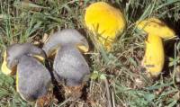 Media resource of Boletus pseudosulphureus
