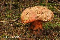 Media resource of Boletus pulcherrimus