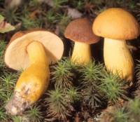 Media resource of Boletus roxanae