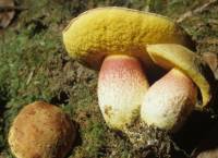 Media resource of Boletus smithii
