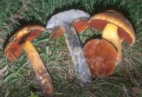 Media resource of Boletus subvelutipes