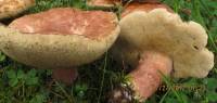 Xanthoconium separans image