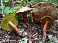 Media resource of Boletus chrysenteron