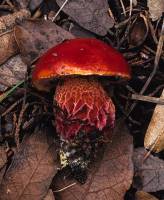 Media resource of Boletus frostii