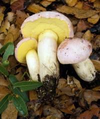 Media resource of Boletus pulchriceps