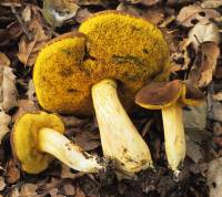 Media resource of Boletus striipes
