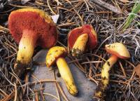 Media resource of Chalciporus pseudorubinellus