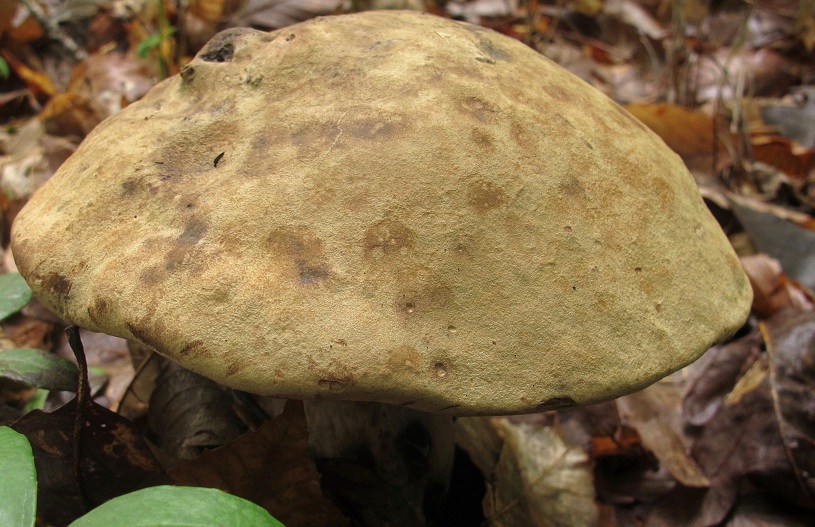 Tylopilus atronicotianus image