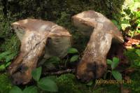 Tylopilus atronicotianus image