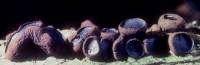 Media resource of Bulgaria inquinans