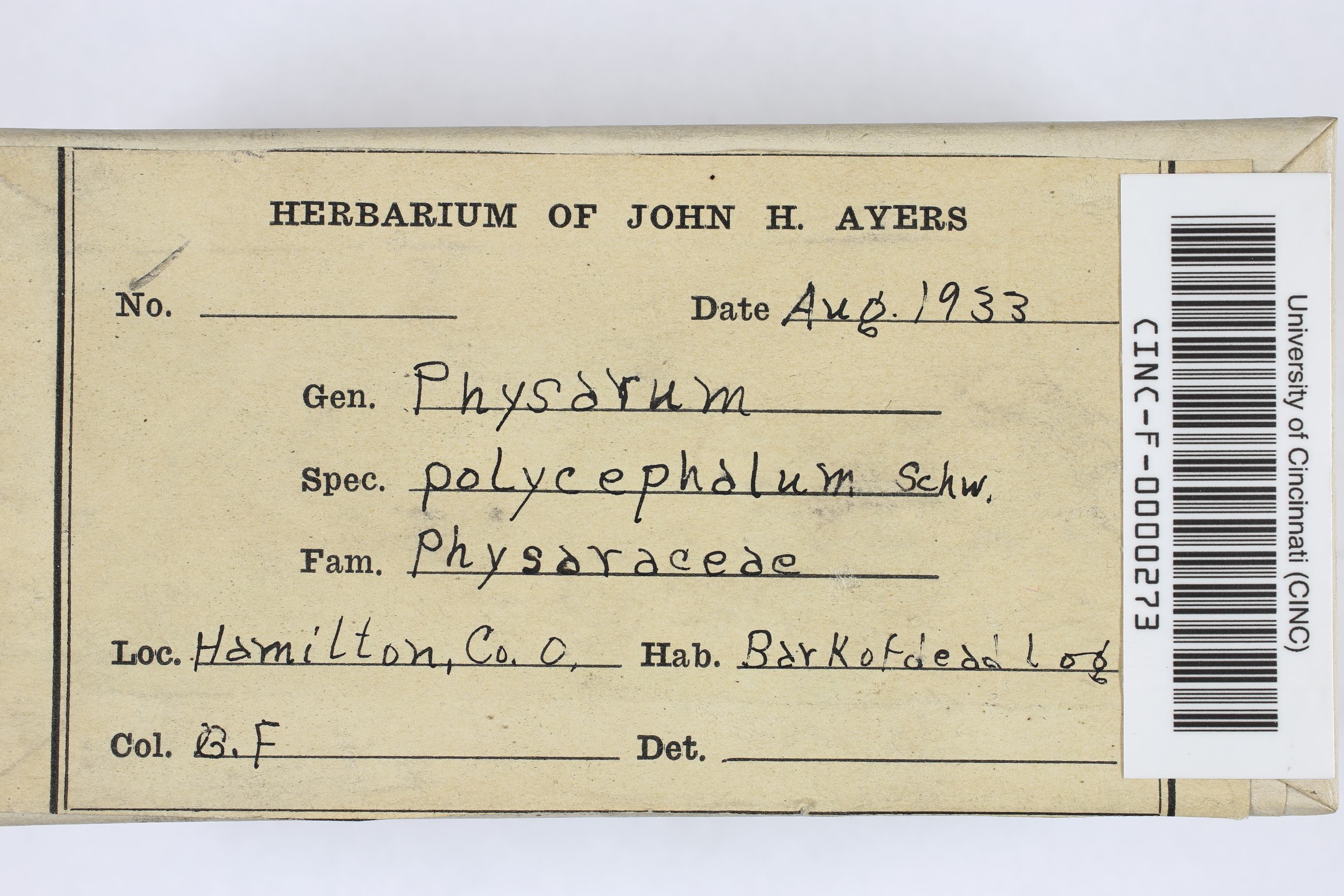 Physarum polycephalum