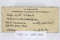 Fuligo septica image