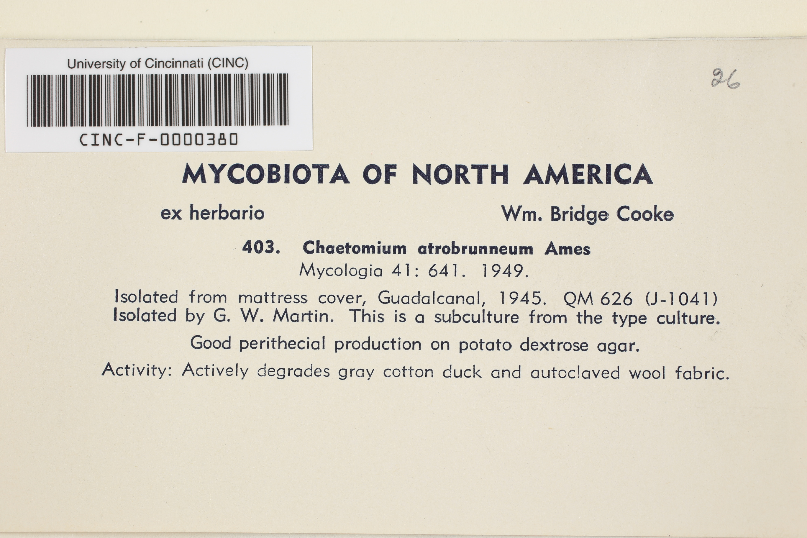 Chaetomium atrobrunneum thumbnail