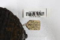 Phellinus igniarius image