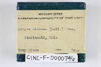 Arcyria cinerea (d3) image