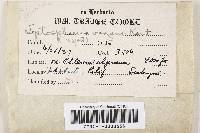 Thumbnail image of current specimen
