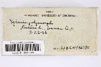 Xylaria polymorpha image