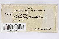 Thumbnail image of current specimen