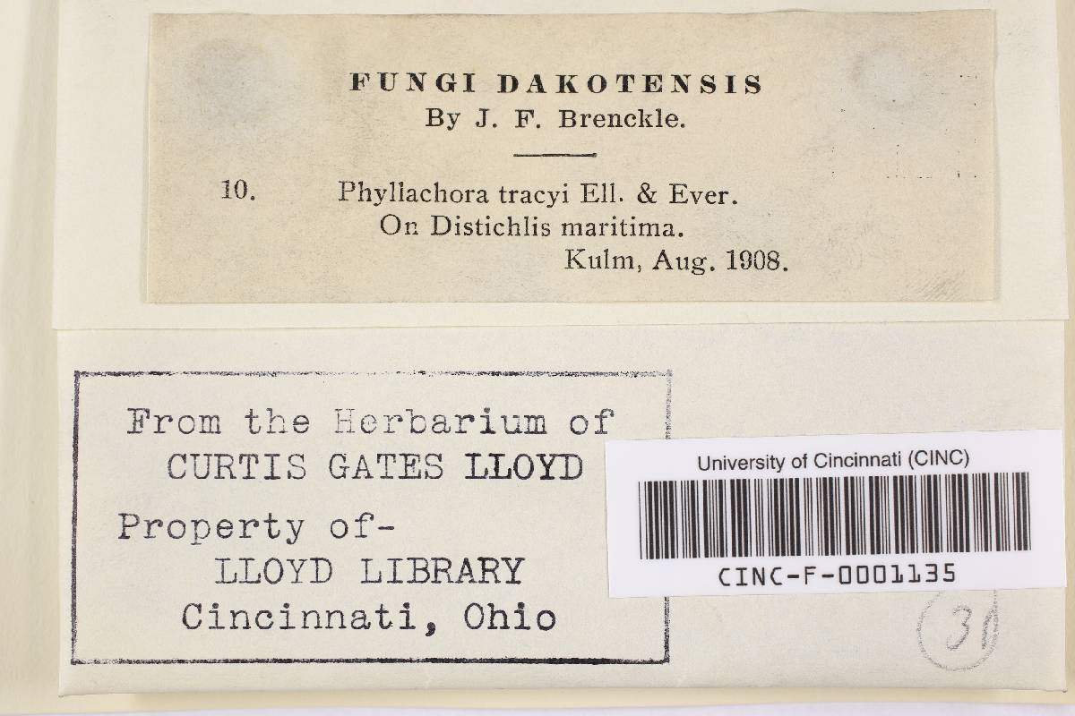 Phyllachora sylvatica f. sylvatica image