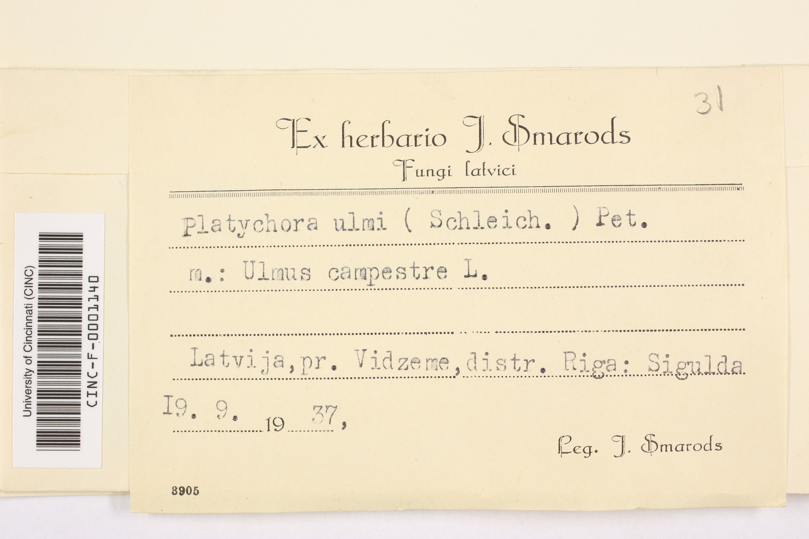 Platychora ulmi