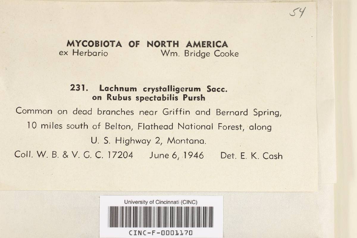 Lachnum crystalligerum image