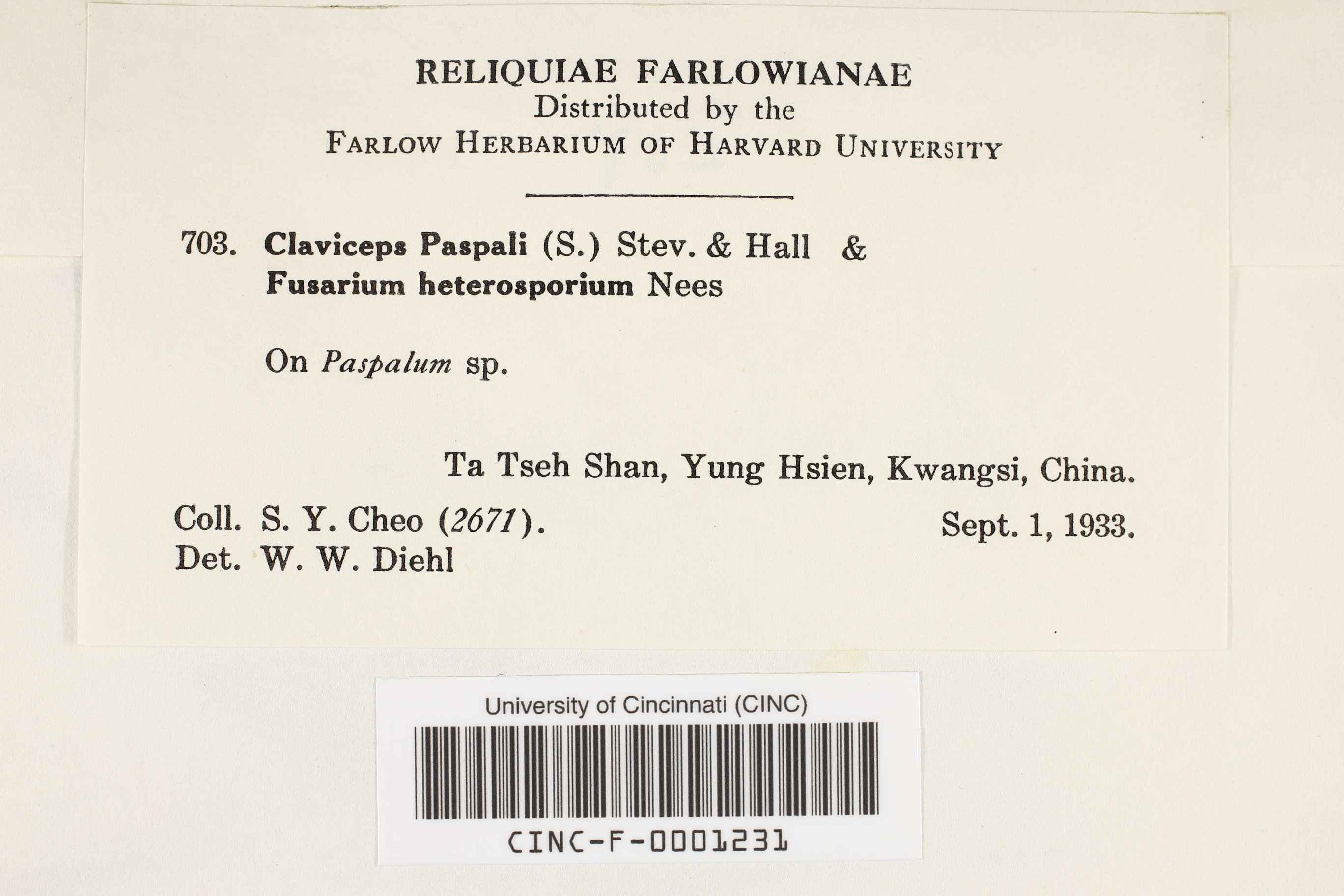 Claviceps paspali thumbnail