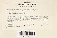 Metasphaeria sepalorum image