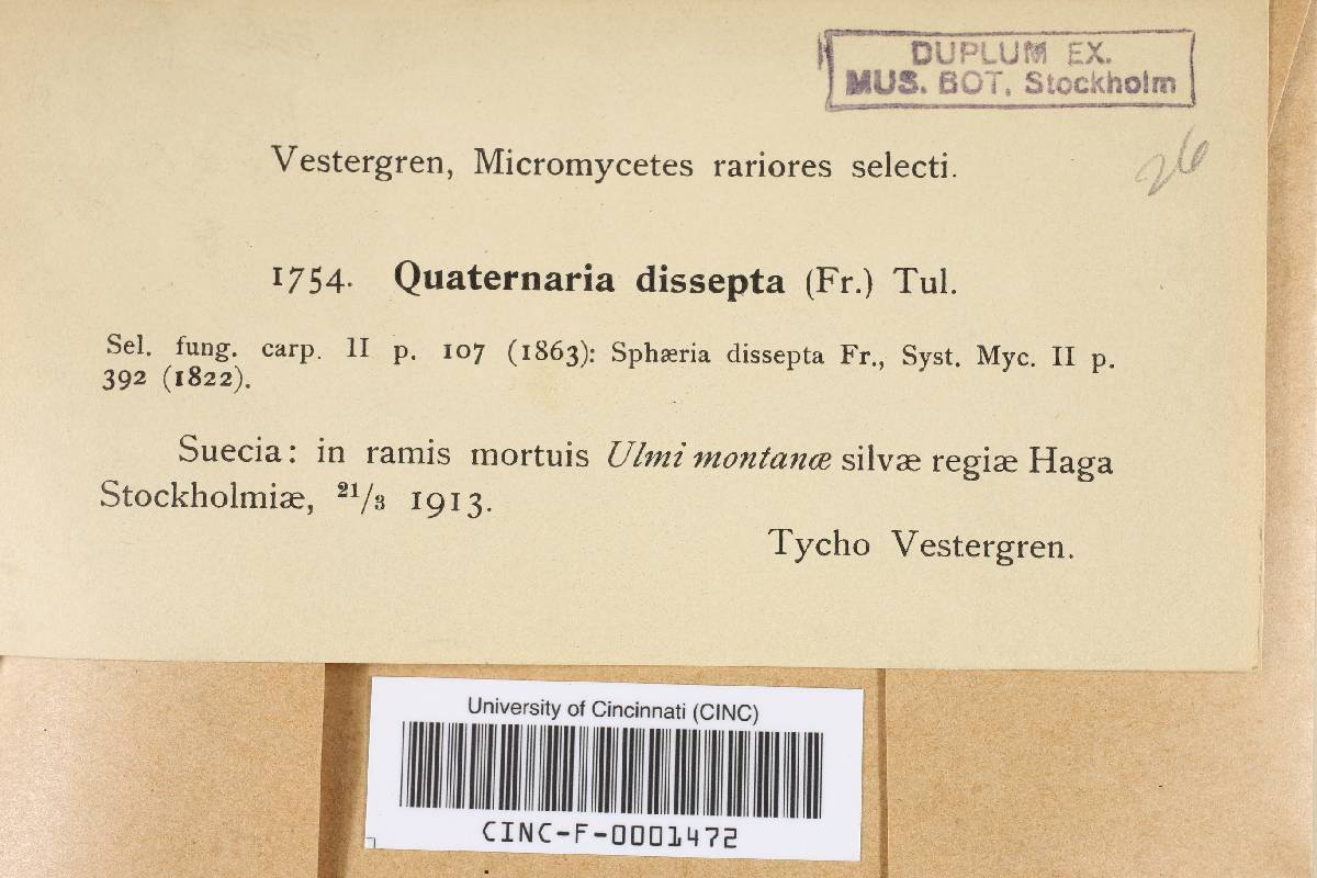 Quaternaria dissepta image