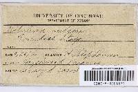 Kretzschmaria deusta image