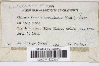 Chlorociboria aeruginosa image