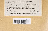 Chloroscypha chloromela image