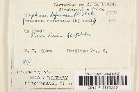 Taphrina deformans image