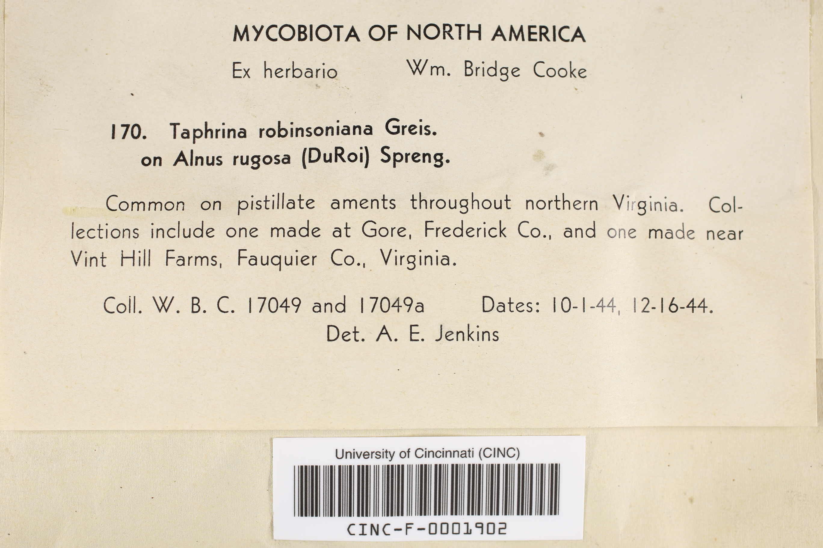 Taphrina robinsoniana