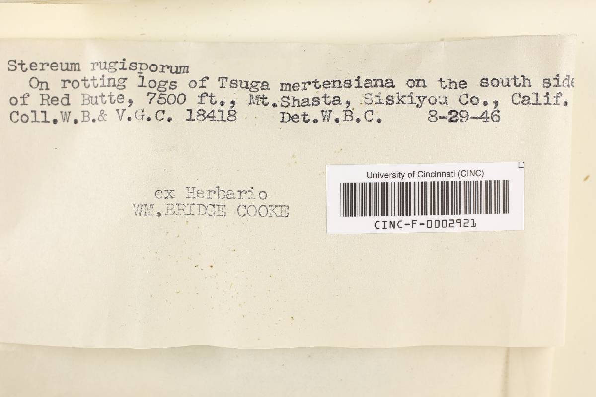 Veluticeps fimbriata image