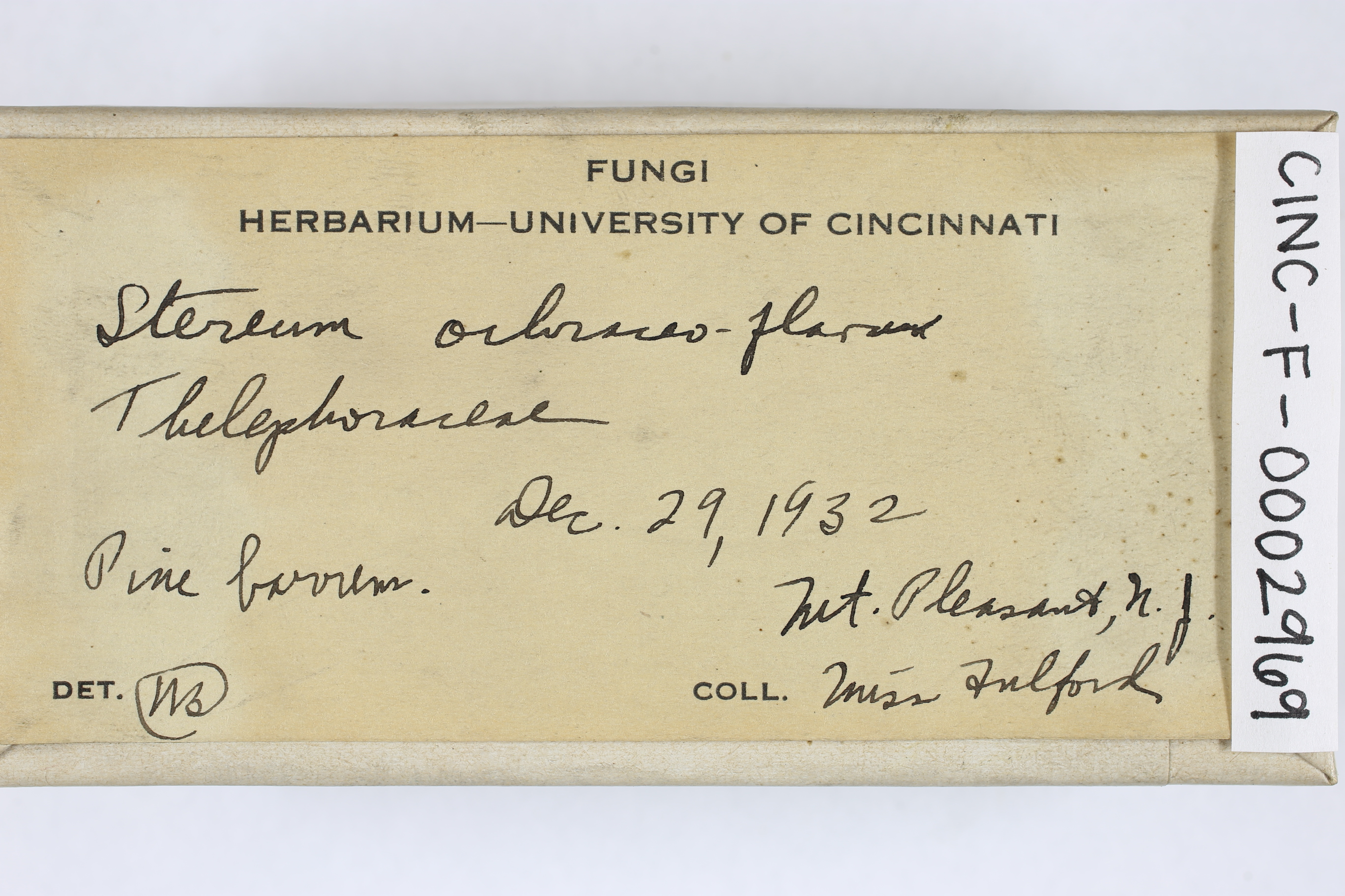 Stereum ochraceoflavum thumbnail