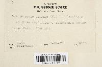 Guepiniopsis alpina image