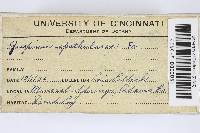 Dacryopinax spathularia image