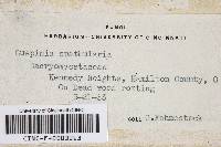 Dacryopinax spathularia image