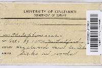 Peniophora cinerea image