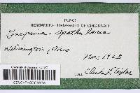 Dacryopinax spathularia image