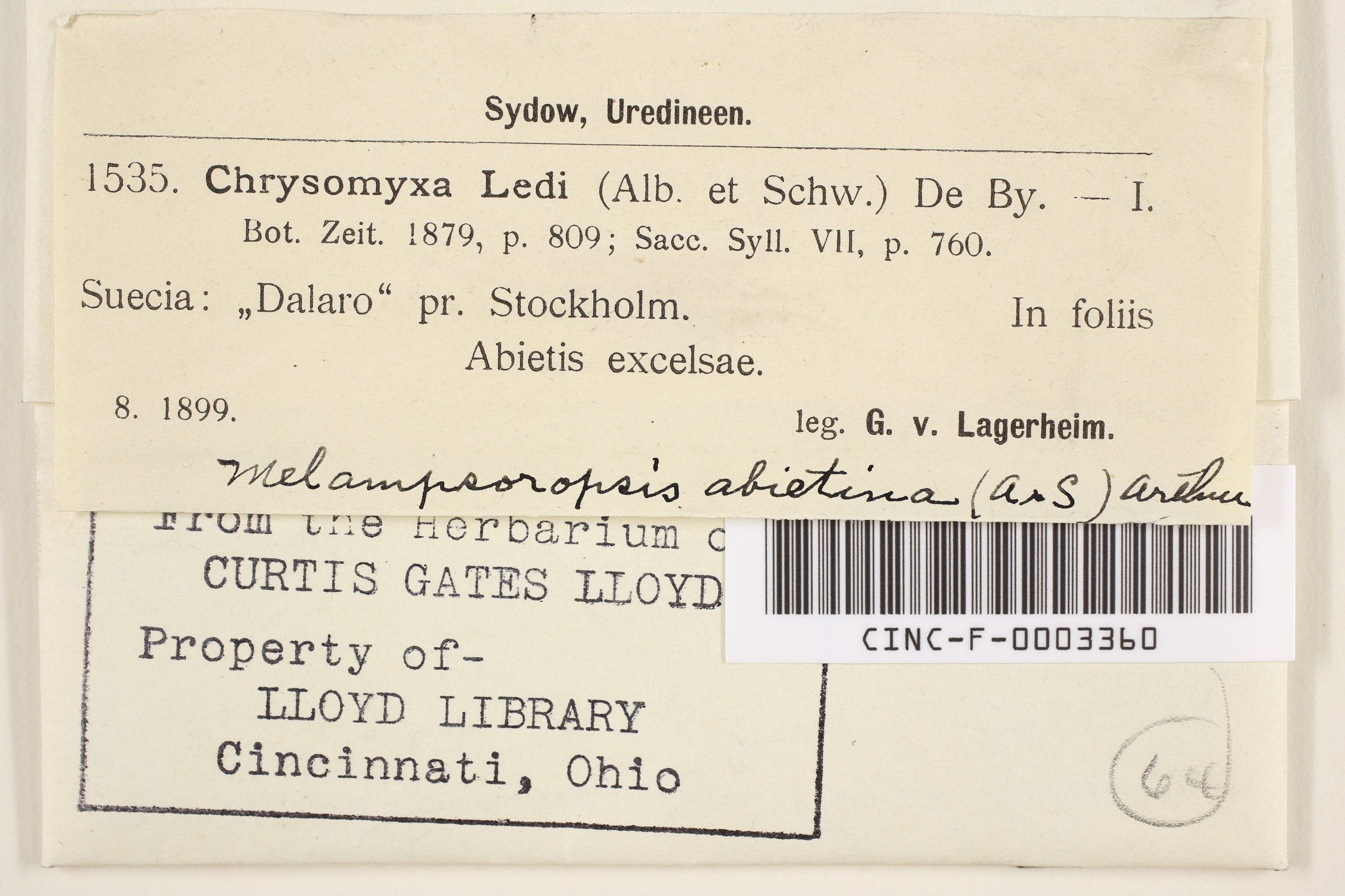 Chrysomyxa ledi