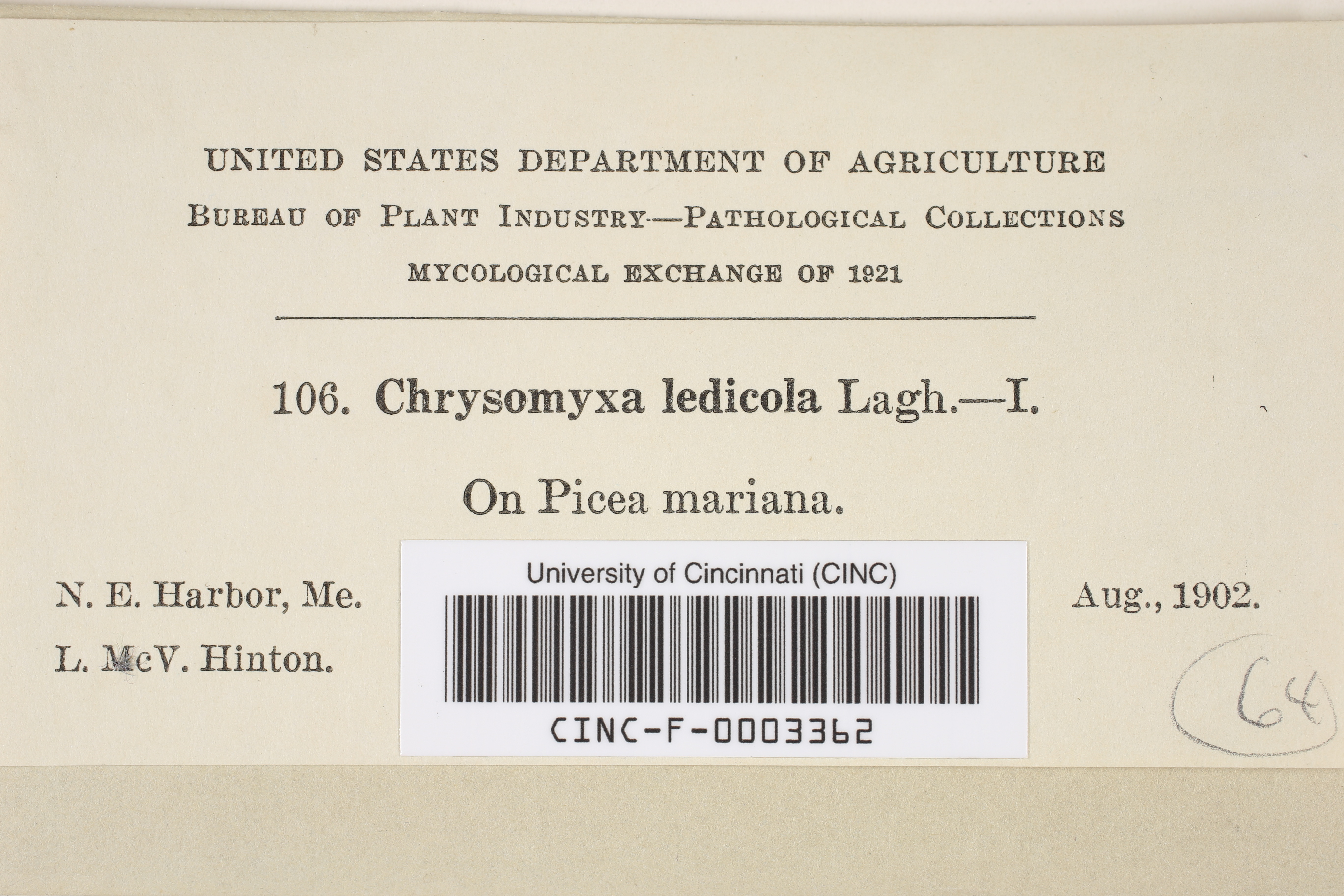 Chrysomyxa ledicola