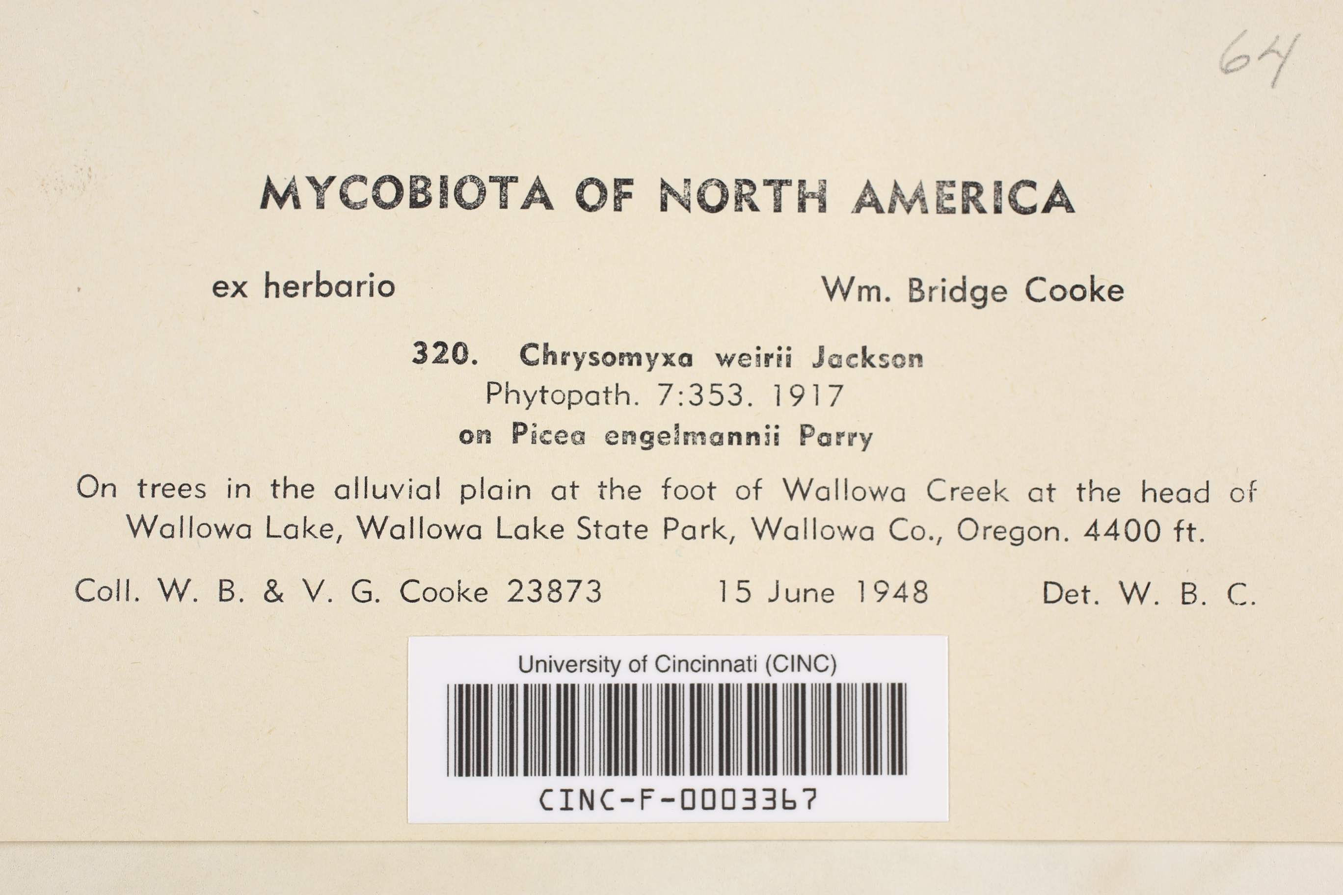 Chrysomyxa weirii thumbnail
