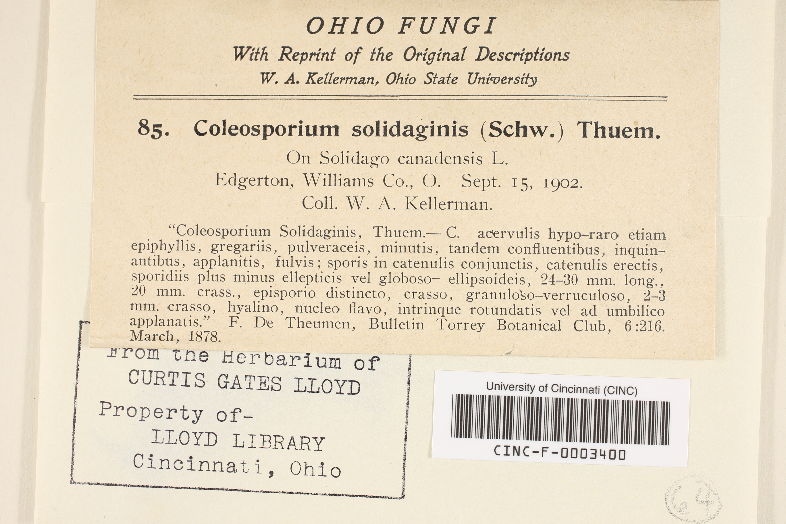 Coleosporium asterum thumbnail